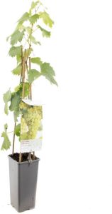 Warentuin Vitis vinifera Fanny