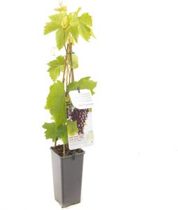 Warentuin Vitis vinifera Heike