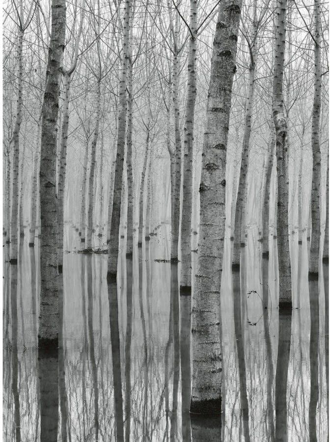 Wizard+Genius Birch Forest In The Water Vlies Fotobehang 192x260cm 4-banen