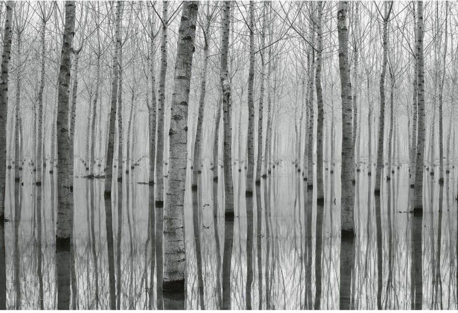 Wizard+Genius Birch Forest in the Water Vlies Fotobehang 384x260cm 8-banen