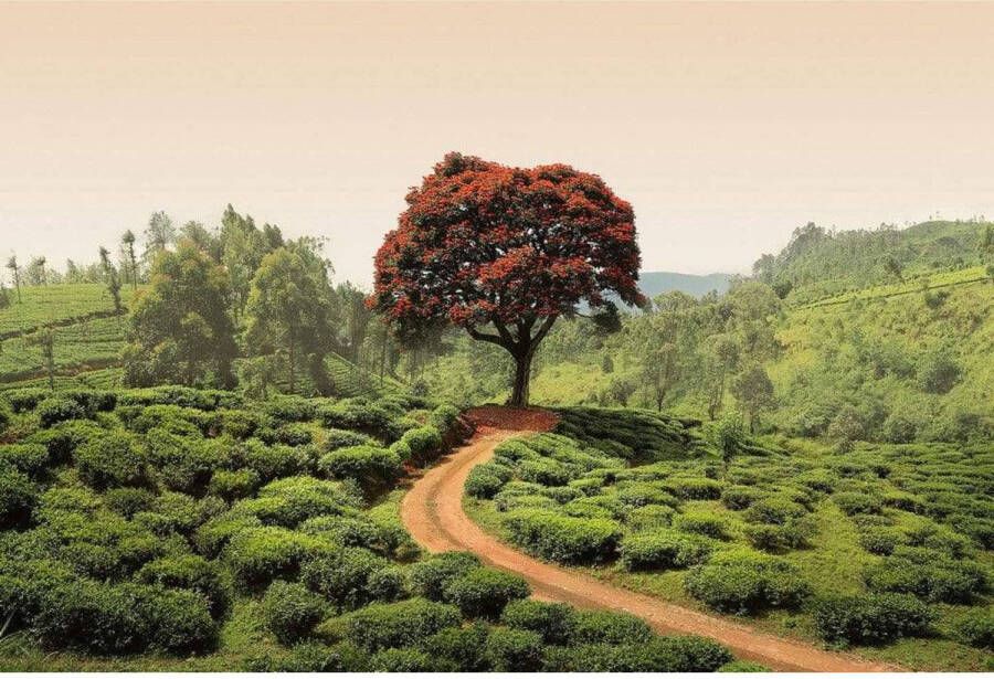 Wizard+Genius Red Tree and Hills in Sri Lanka Vlies Fotobehang 384x260cm 8-banen