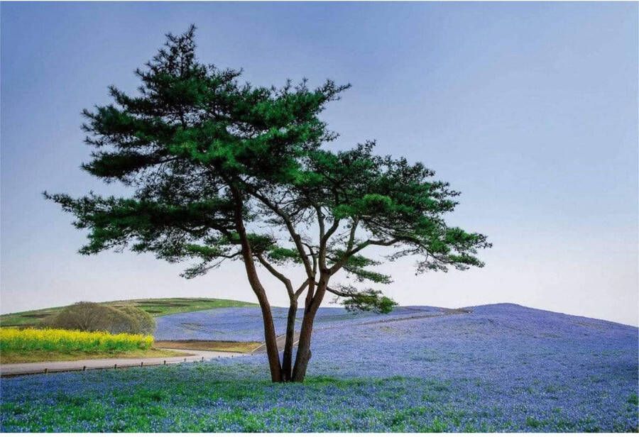 Wizard+Genius Fotobehang Tree in Blue Flower Field in Japan 384x260cm Vliesbehang