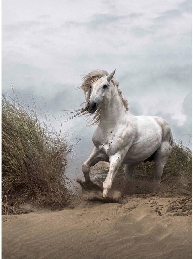 Wizard+Genius White Wild Horse Vlies Fotobehang 192x260cm 4-banen