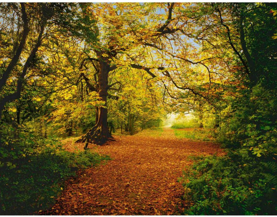 Komar Fotobehang Autumn Forrest 388x270 cm 8-068