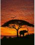 Komar Fotobehang National Geographic African Sunset 194x270 cm 4-501 - Thumbnail 1