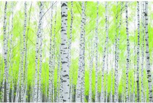 Papermoon Fotobehang Birch forest Vlies 5 banen 250 x 180 cm (5 stuks)
