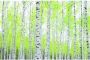 Papermoon Fotobehang Birch forest Vlies 5 banen 250 x 180 cm (5-delig) - Thumbnail 1