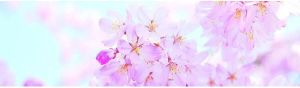 Papermoon Fotobehang Cherry Blossom panorama Vlies 2 banen 350 x 100 cm (2 stuks)