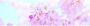 Papermoon Fotobehang Cherry Blossom panorama Vlies 2 banen 350 x 100 cm (2-delig) - Thumbnail 1