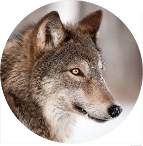 Gave special Wolf glasplaat rond