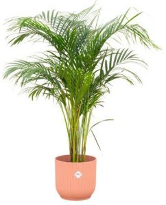 Elho Areca Palm + Vibes Fold Round roze Ø25 140cm