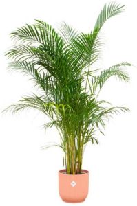 Elho Areca Palm + Vibes Fold Round roze Ø30 160cm