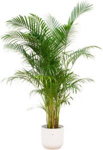 Elho Areca Palm + Vibes Fold Round wit Ø30 160cm