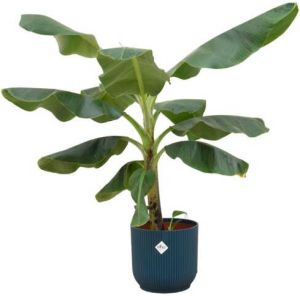 Elho Bananenplant (Musa) + Vibes Fold Round blauw Ø22 100 cm