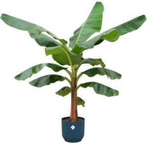 Elho Bananenplant (Musa) + Vibes Fold Round blauw Ø30 150 cm