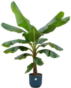 Elho Bananenplant (Musa) + Vibes Fold Round blauw Ø30 180 cm