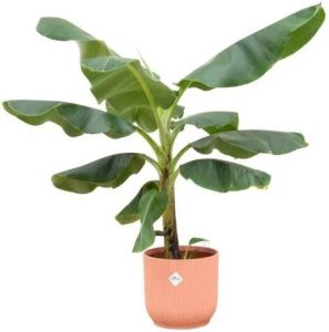 Elho Bananenplant (Musa) + Vibes Fold Round roze Ø22 100 cm