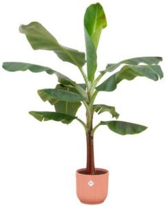 Elho Bananenplant (Musa) + Vibes Fold Round roze Ø22 120 cm