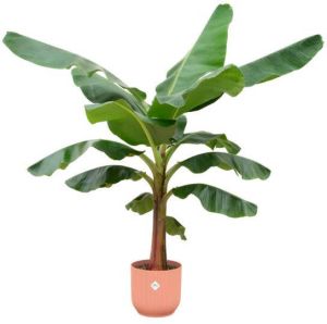 Elho Bananenplant (Musa) + Vibes Fold Round roze Ø30 150 cm