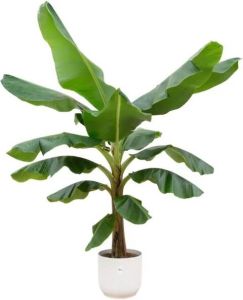 Elho Bananenplant (Musa) + Vibes Fold Round wit 180cm