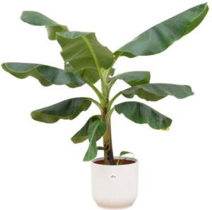 Elho Bananenplant (Musa) + Vibes Fold Round wit Ø22 100 cm