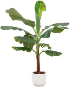 Elho Bananenplant (Musa) + Vibes Fold Round wit Ø22 120 cm