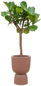 Elho Ficus Lyrata boom + Pure Coupe bruin Ø41 210 cm