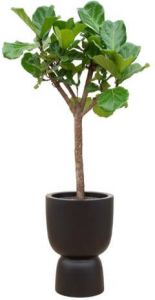 Elho Ficus Lyrata boom + Pure Coupe zwart Ø41 210 cm