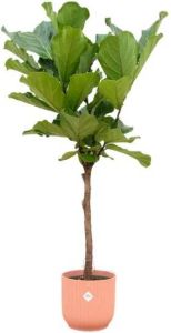 Elho Ficus Lyrata stam + Vibes Fold Round roze Ø30 160cm