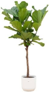 Elho Ficus Lyrata stam + Vibes Fold Round wit Ø30 160cm