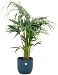 Elho Kentia palm + Vibes Fold Round blauw Ø25 130 cm
