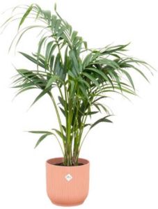 Elho Kentia palm + Vibes Fold Round roze Ø25 130 cm