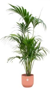Elho Kentia palm + Vibes Fold Round roze Ø30 180 cm