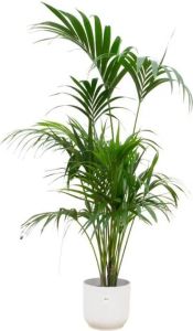 Elho Kentia palm + Vibes Fold Round wit Ø30 180 cm