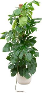Elho Monstera Pertusum XL + Vibes Fold Round wit 150 cm