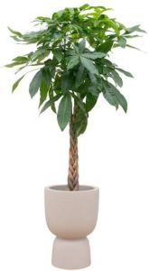 Elho Pachira Aquatica + Pure Coupe beige Ø41 210 cm