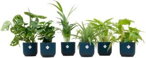 Elho Verrassingsbox 6 planten + Vibes Fold Round blauw Ø14