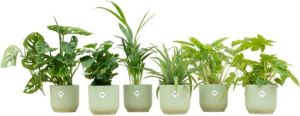 Elho Verrassingsbox 6 planten + Vibes Fold Round groen Ø14