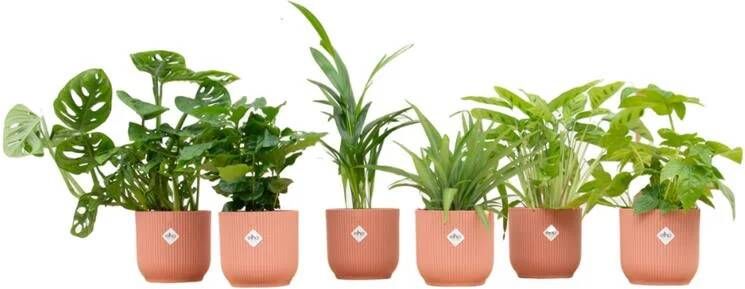 Elho Verrassingsbox 6 planten + Vibes Fold Round roze Ø14 20-40cm