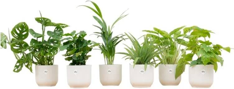 Elho Verrassingsbox 6 planten + Vibes Fold Round wit Ø14 20-40cm
