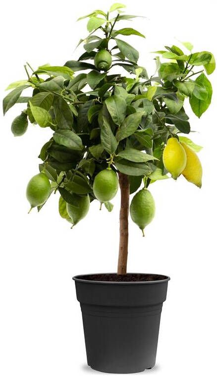 Fleurdirect Citroenboom Citrus Lemon M