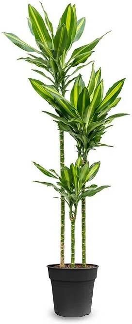 Fleurdirect Dracaena Cintho Carroussel L