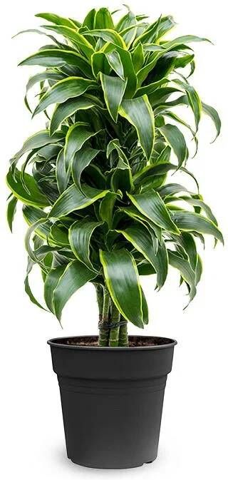 Fleurdirect Dracaena Dorado M