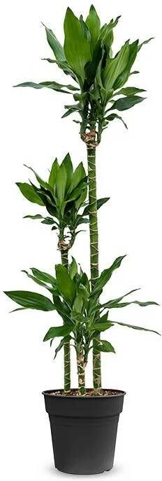 Fleurdirect Dracaena fragrans