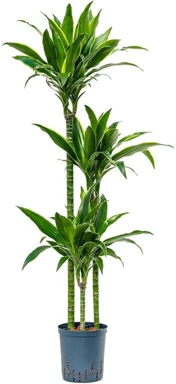 Fleurdirect Hydroplant Dracaena Fragrans Arturo