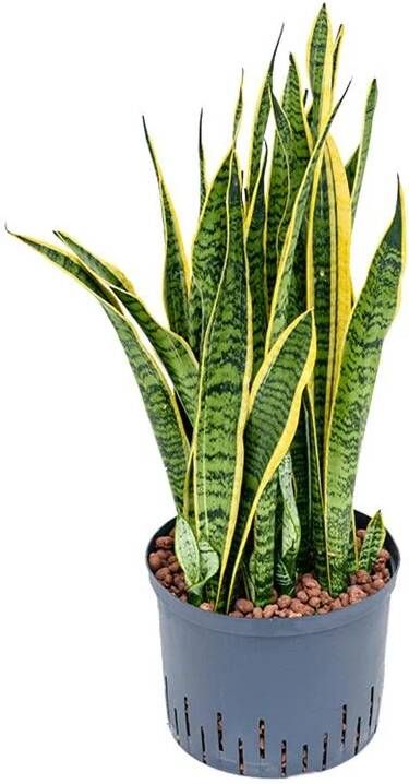 Fleurdirect Hydroplant Sansevieria Trifasciata Laurentii