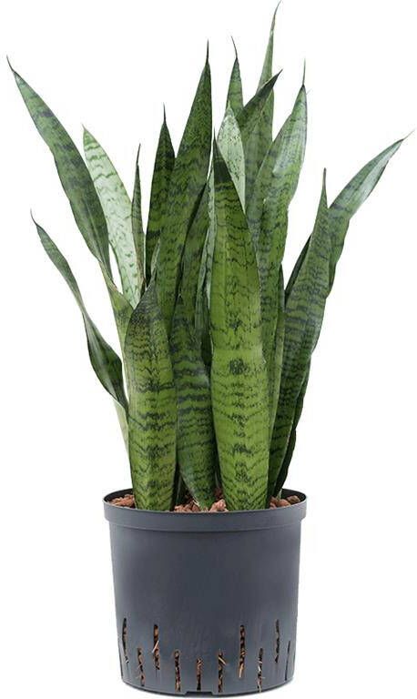 Fleurdirect Hydroplant Sansevieria Zeylanica