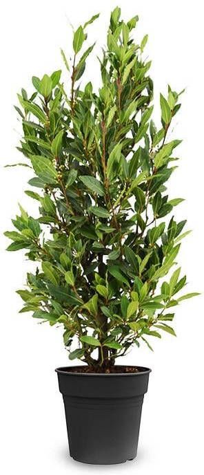 Fleurdirect Laurus Nobilis Struik M