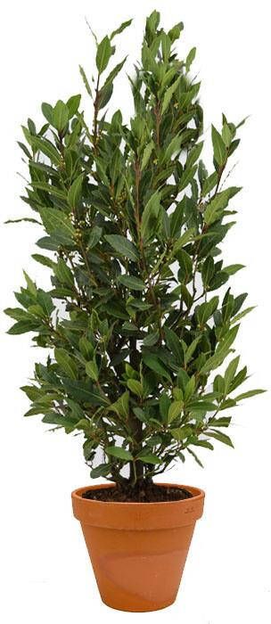 Fleurdirect Laurus Nobilis Struik M in TerraCotta