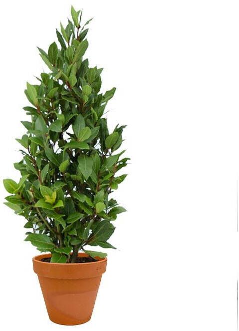 Fleurdirect Laurus Nobilis Struik S in TerraCotta